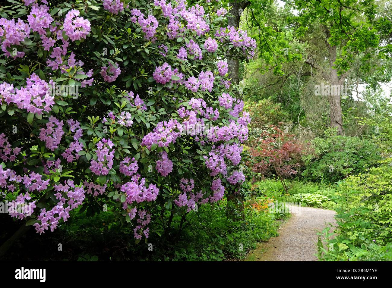 Rhododendron 'Fastuosum Flore Pleno' in flower. Stock Photo