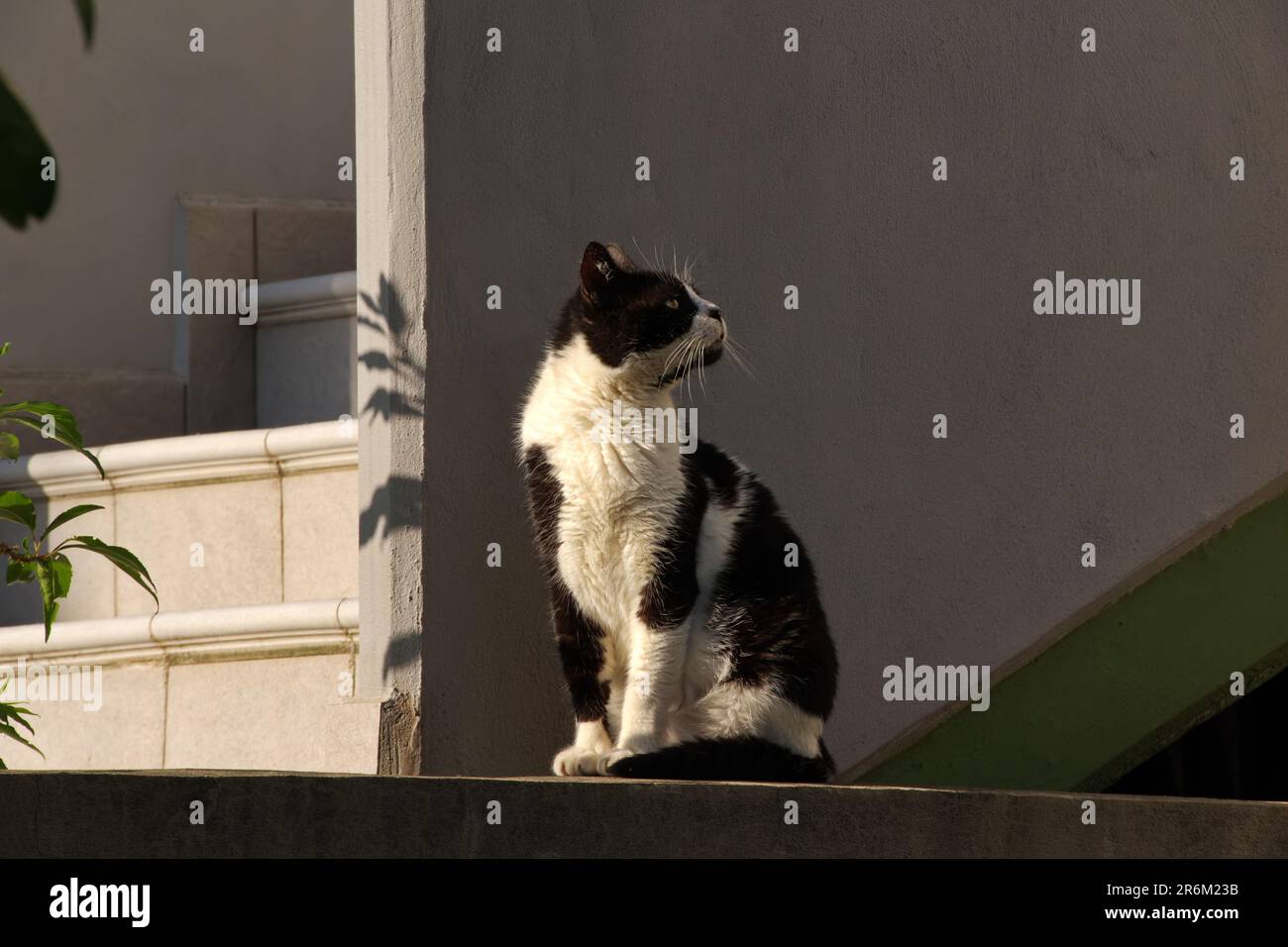 Front view of a cat looking up Stock Photo - Alamy