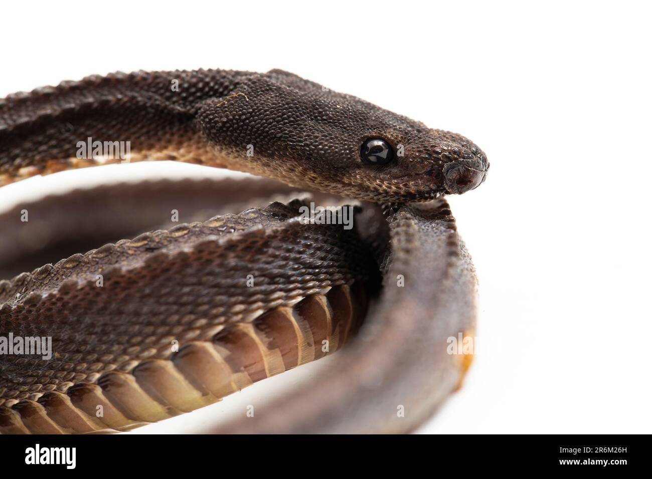 The dragon snake, Javan tubercle snake, Javan mudsnake, or rough-backed litter snake Xenodermus javanicus isolated on white background Stock Photo
