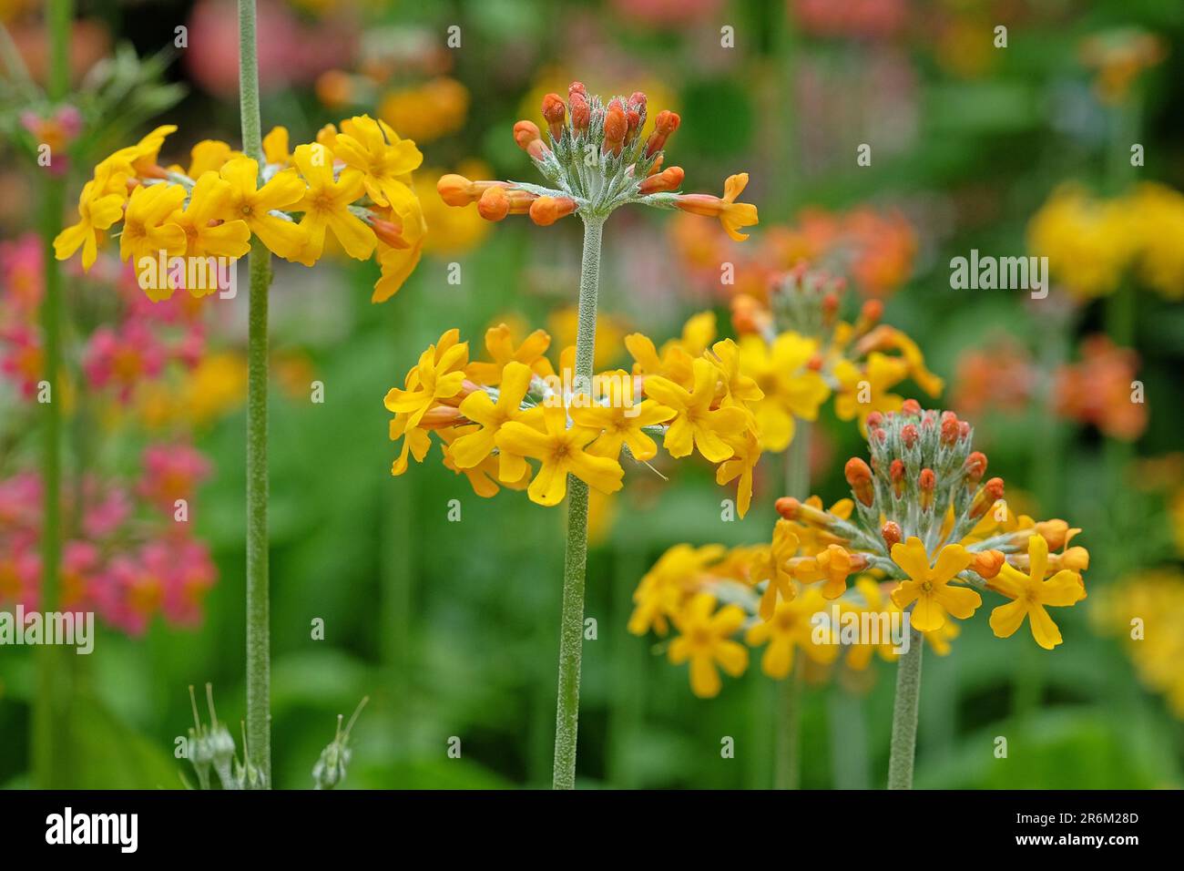 Yellow Japanese Primroses in flower. Stock Photo