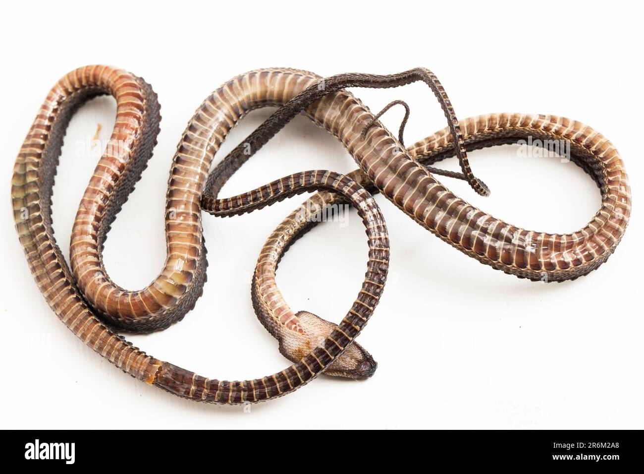 The dragon snake, Javan tubercle snake, Javan mudsnake, or roughbacked litter snake Xenodermus