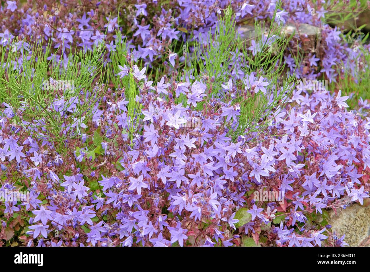 Purple Campanula fenestrellata in flower. Stock Photo