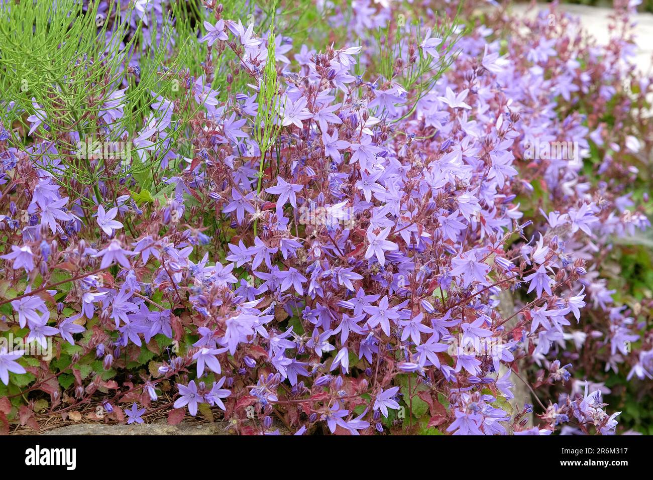 Purple Campanula fenestrellata in flower. Stock Photo