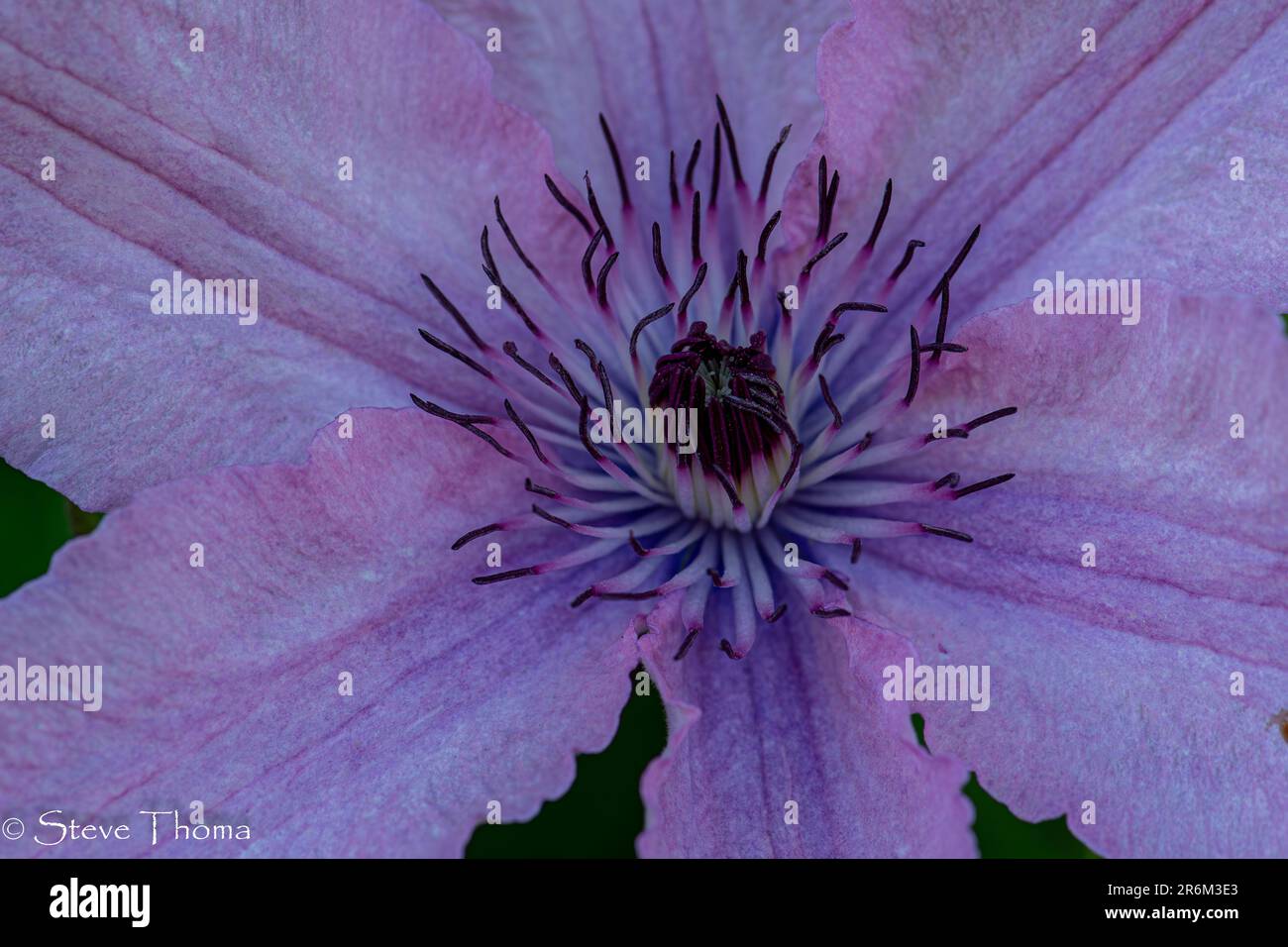 Close up of clematis Stock Photo