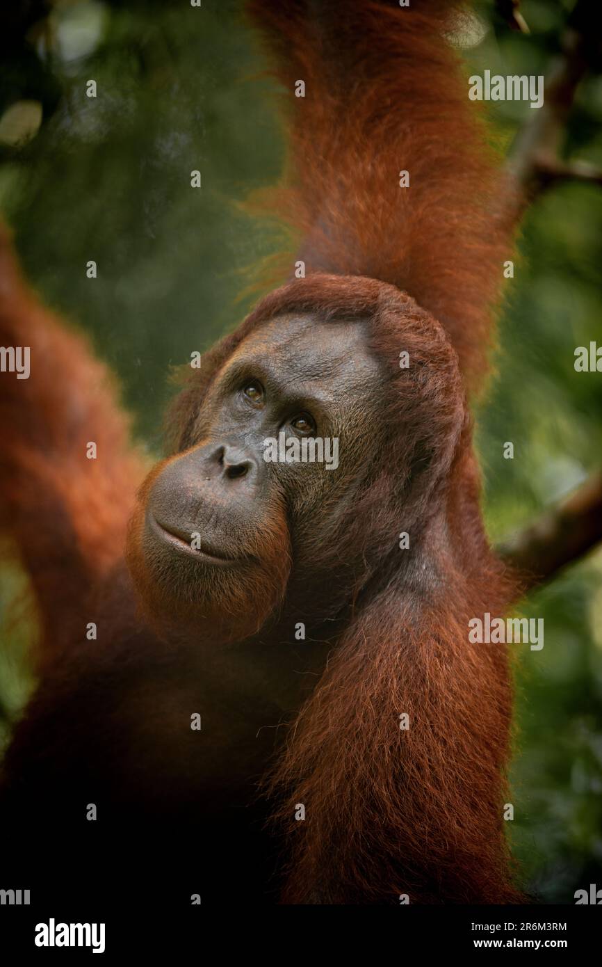 Orangutan at Semenggoh Wildlife Rehabilitation Center, Sarawak, Borneo, Malaysia, Southeast Asia, Asia Stock Photo