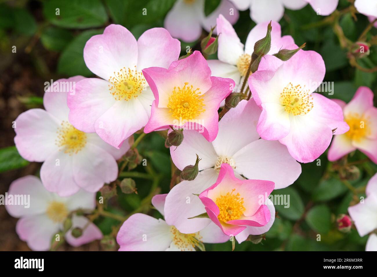 Rosa lyda hi-res stock photography and images - Alamy