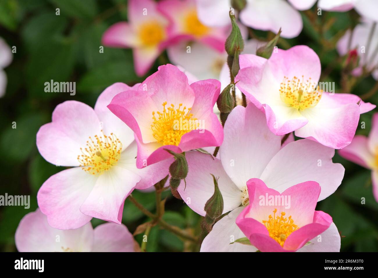Rosa lyda hi-res stock photography and images - Alamy