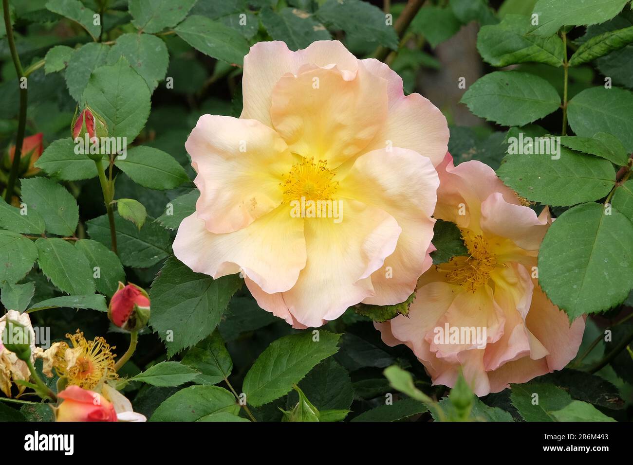 Rosa 'Fighting Temeraire' in flower Stock Photo - Alamy