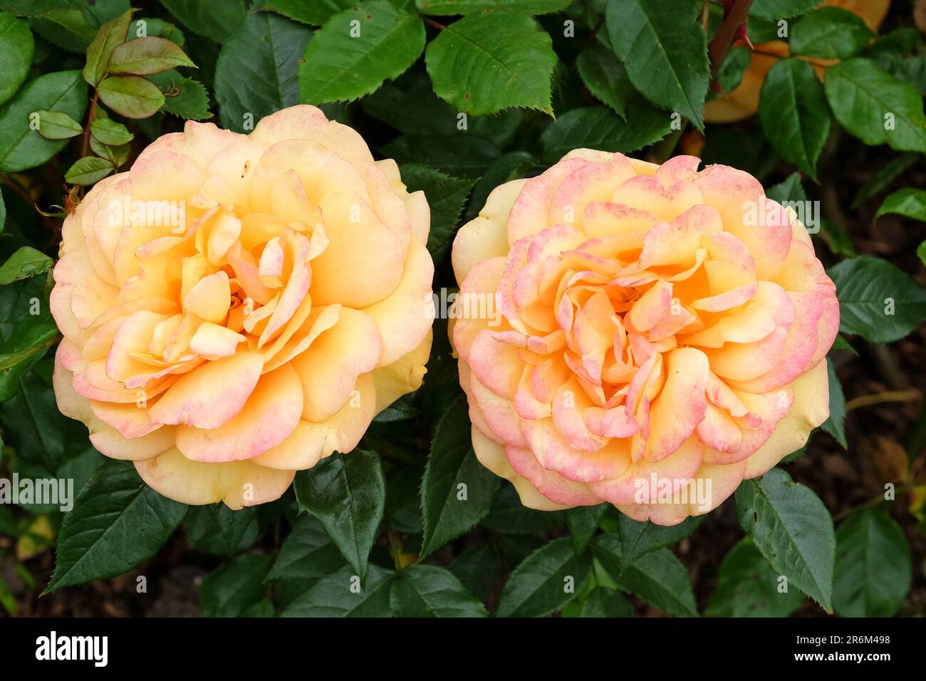 Rosa golden beauty hi-res stock photography and images - Alamy