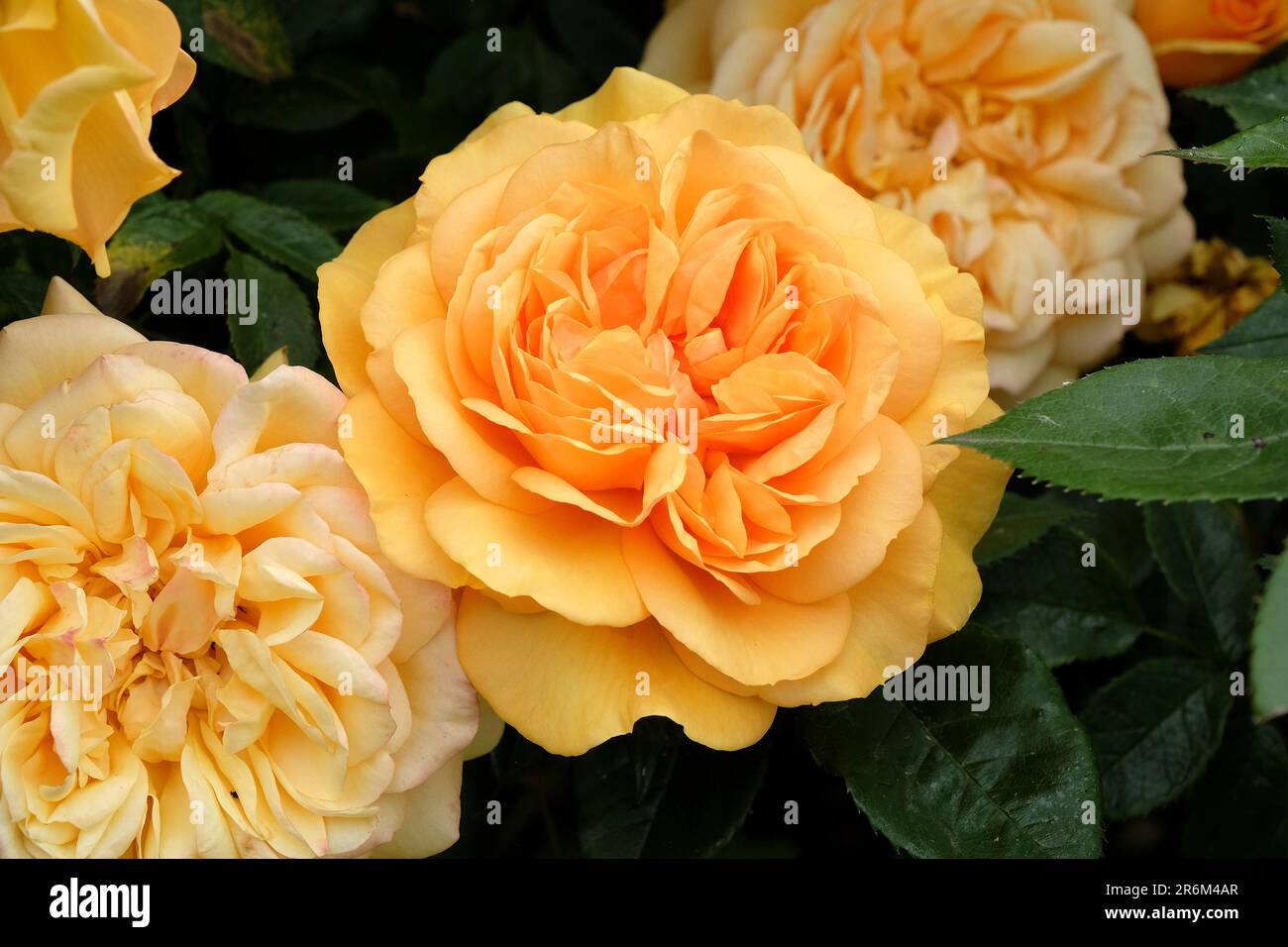 Golden beauty hi-res stock photography and images - Alamy
