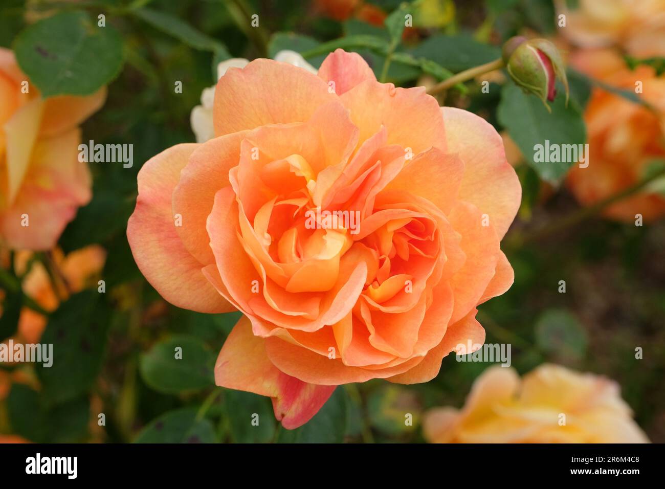 Golden beauty hi-res stock photography and images - Alamy
