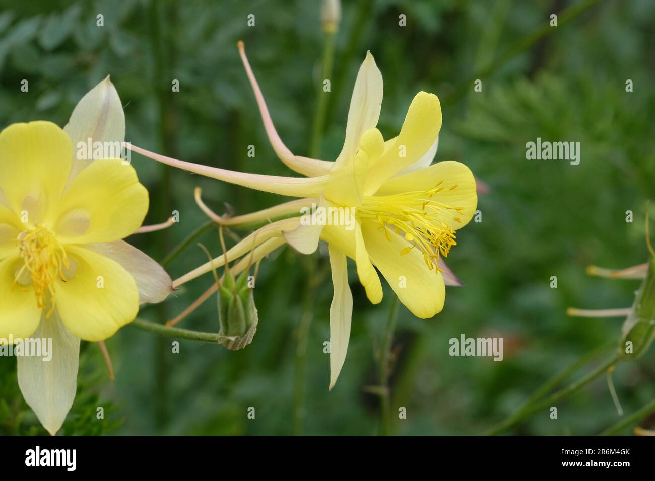 Aquilegia chrysantha 'Texas Yellow' in flower. Stock Photo
