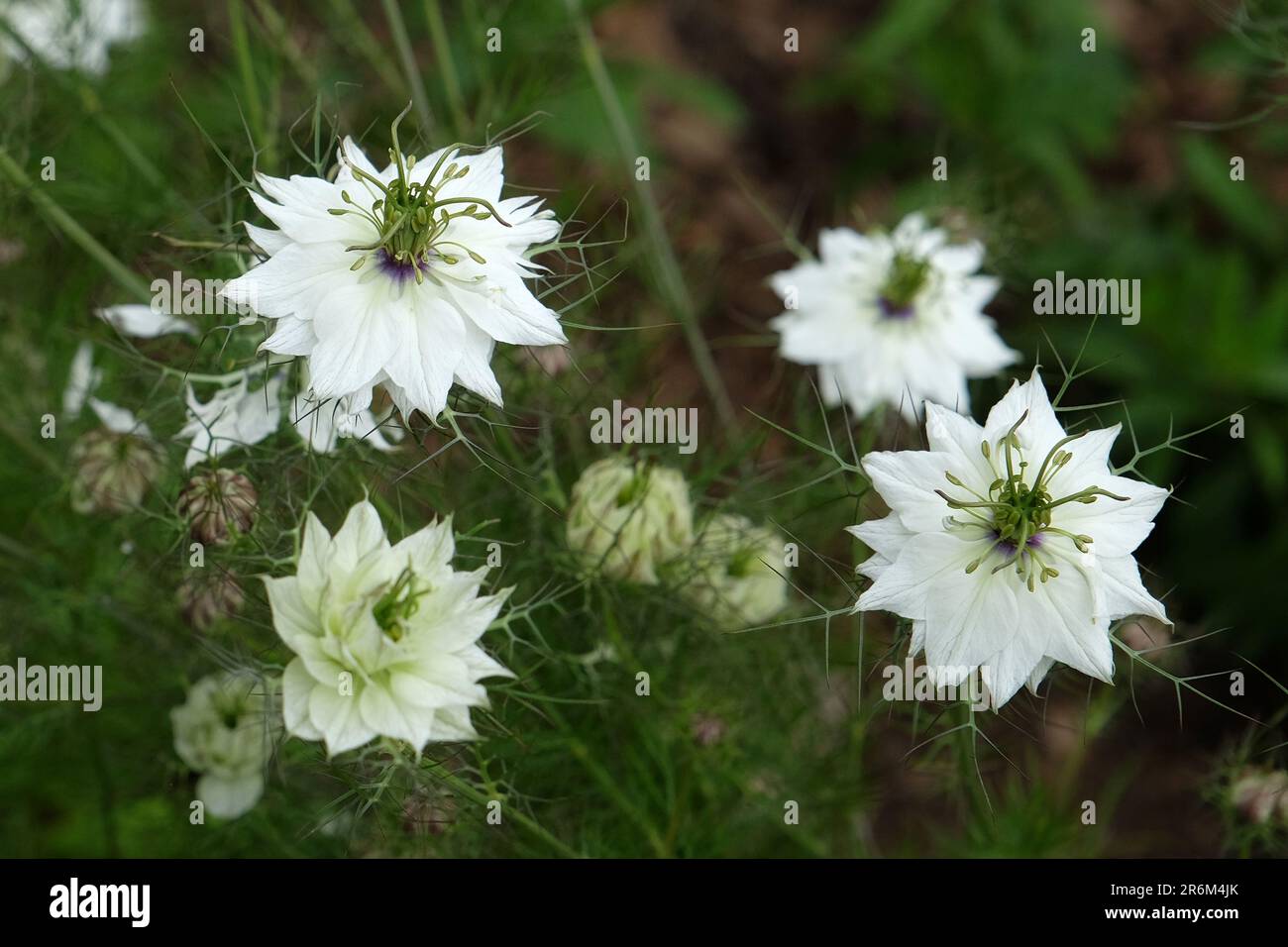 Miss jekyll white hires stock photography and images Alamy