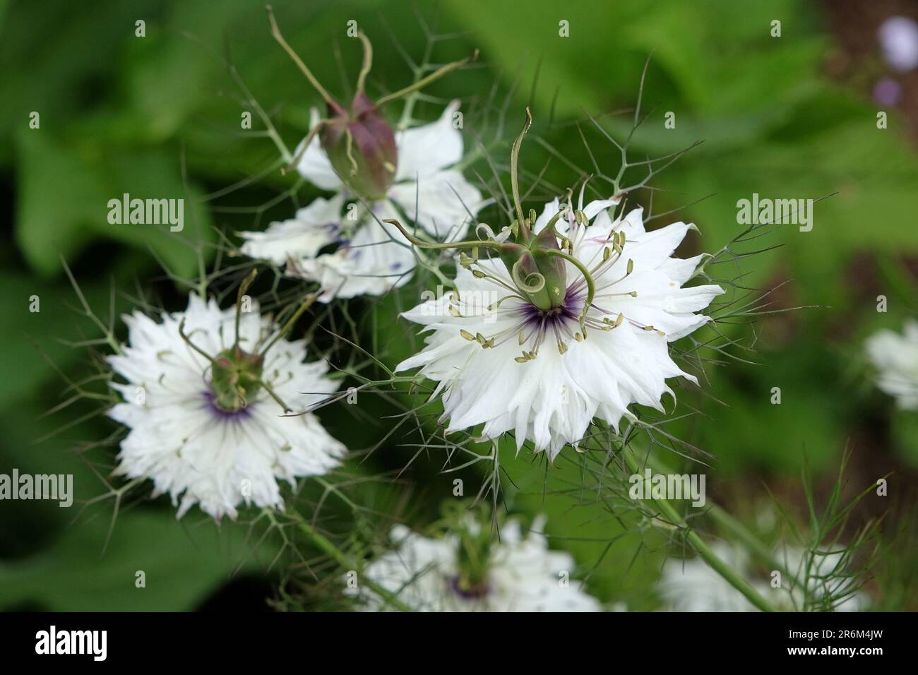 Miss jekyll white hires stock photography and images Alamy