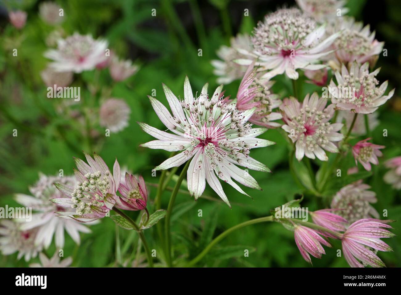 Astrantia masterwort 'buckland' in flower Stock Photo - Alamy