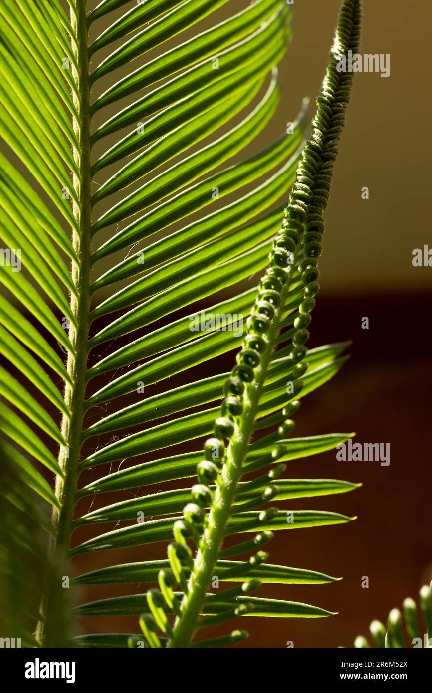 close-up of cycad leaves in the background Stock Photo