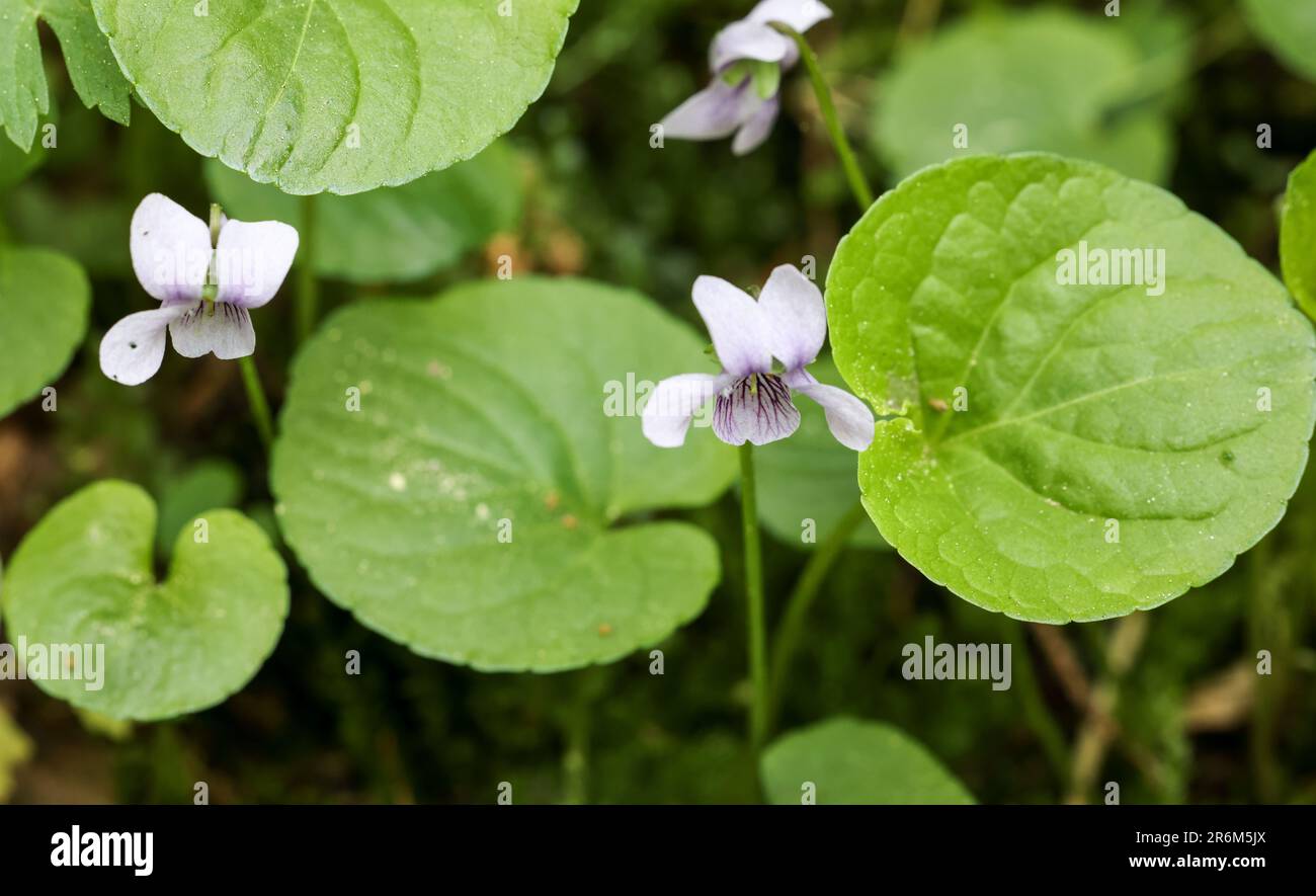 Alpine marsh violet flowering Stock Photo