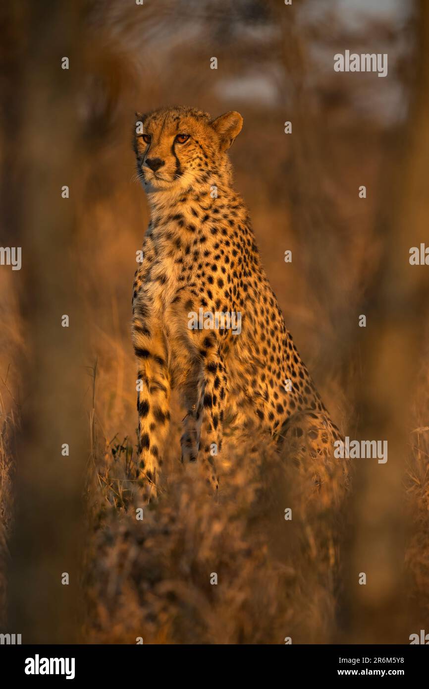 Cheetah (Acinonyx jubatus). Zimanga private game reserve, KwaZulu-Natal, South Africa, Africa Stock Photo