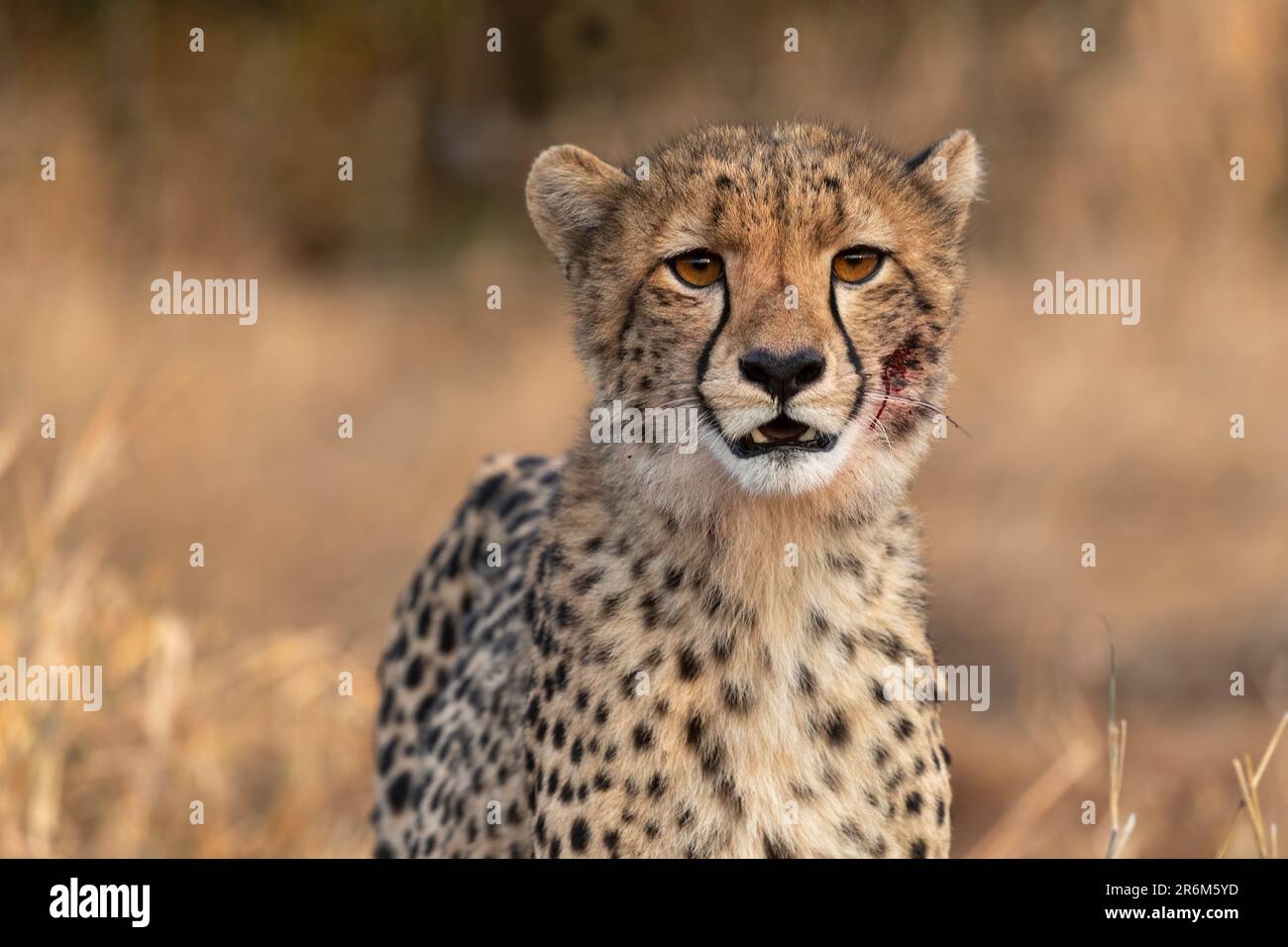 Cheetah cub (Acinonyx jubatus). Zimanga private game reserve, KwaZulu-Natal, South Africa, Africa Stock Photo