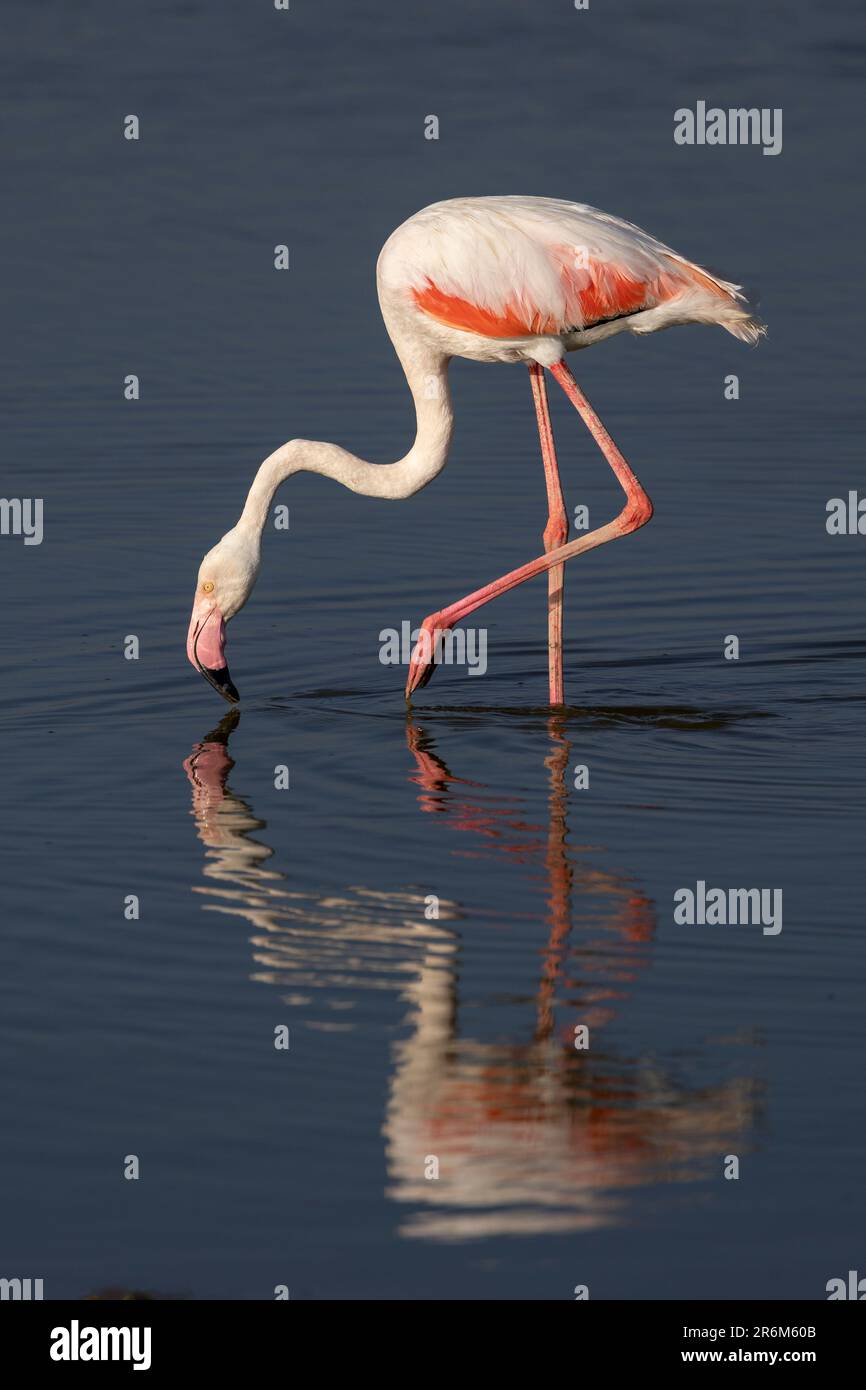 Greater flamingo (Phoeniconaias roseus), Amboseli National Park, Kenya, East Africa, Africa Stock Photo