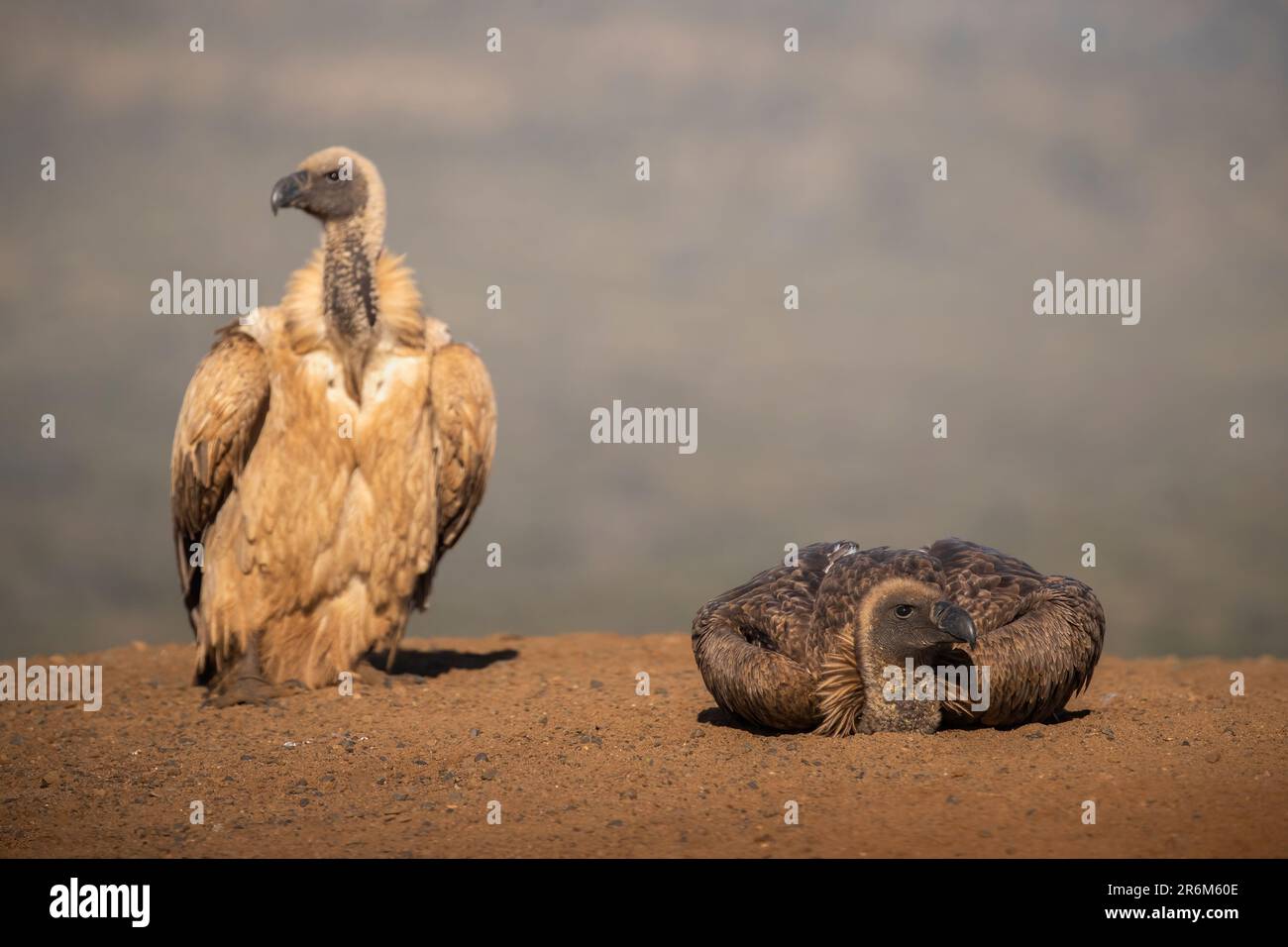 Whitebacked vulture (Gyps africanus) resting, Zimanga Game Reserve, KwaZulu-Natal, South Africa, Africa Stock Photo