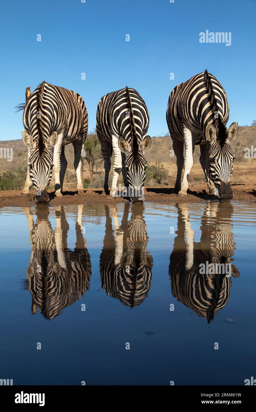 Plains zebra (Equus quagga burchellii) at water, Zimanga Game Reserve, KwaZulu-Natal, South Africa, Africa Stock Photo