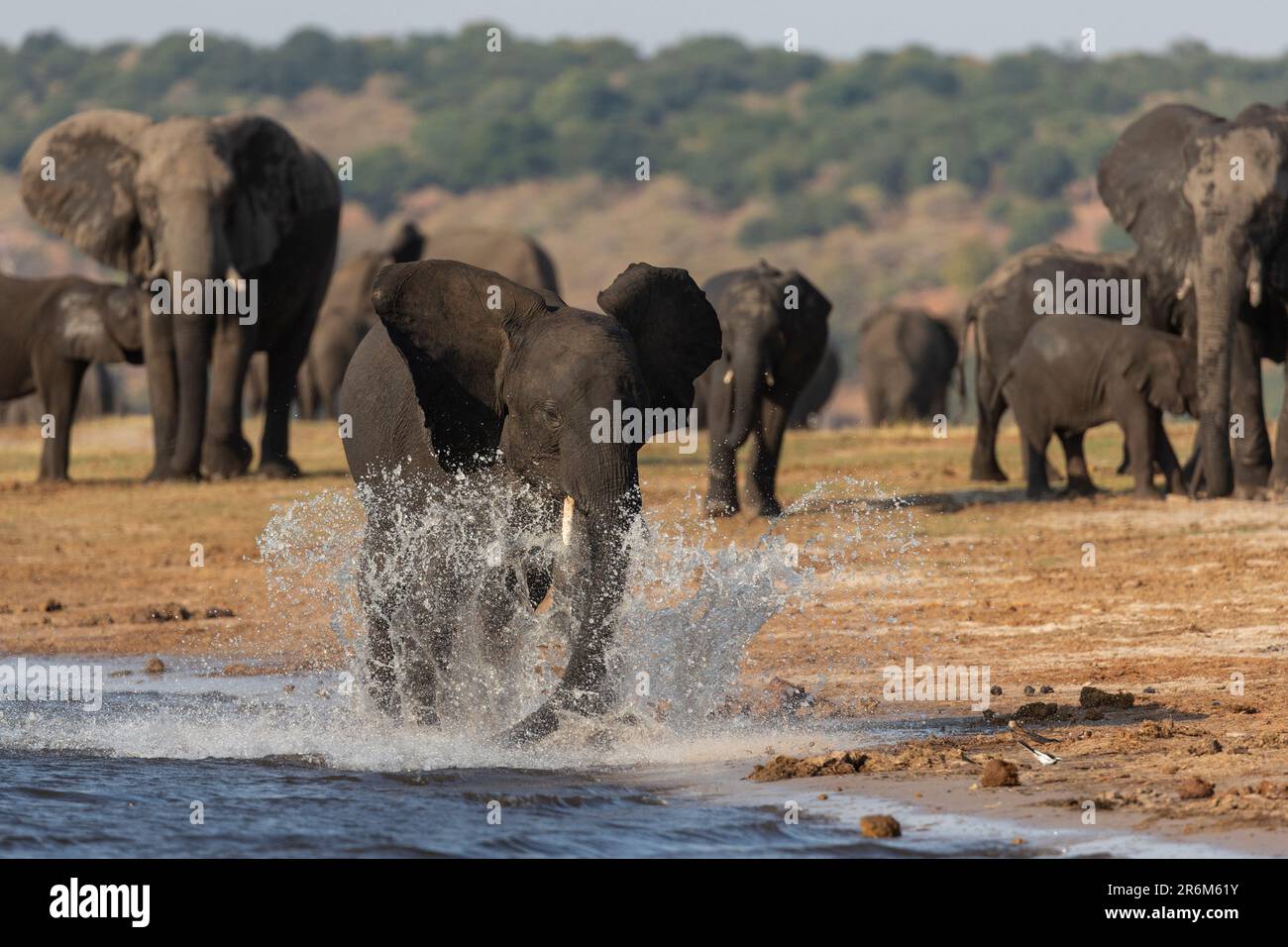 African elephants (Loxodonta africana), Chobe National Park, Botswana, Africa Stock Photo