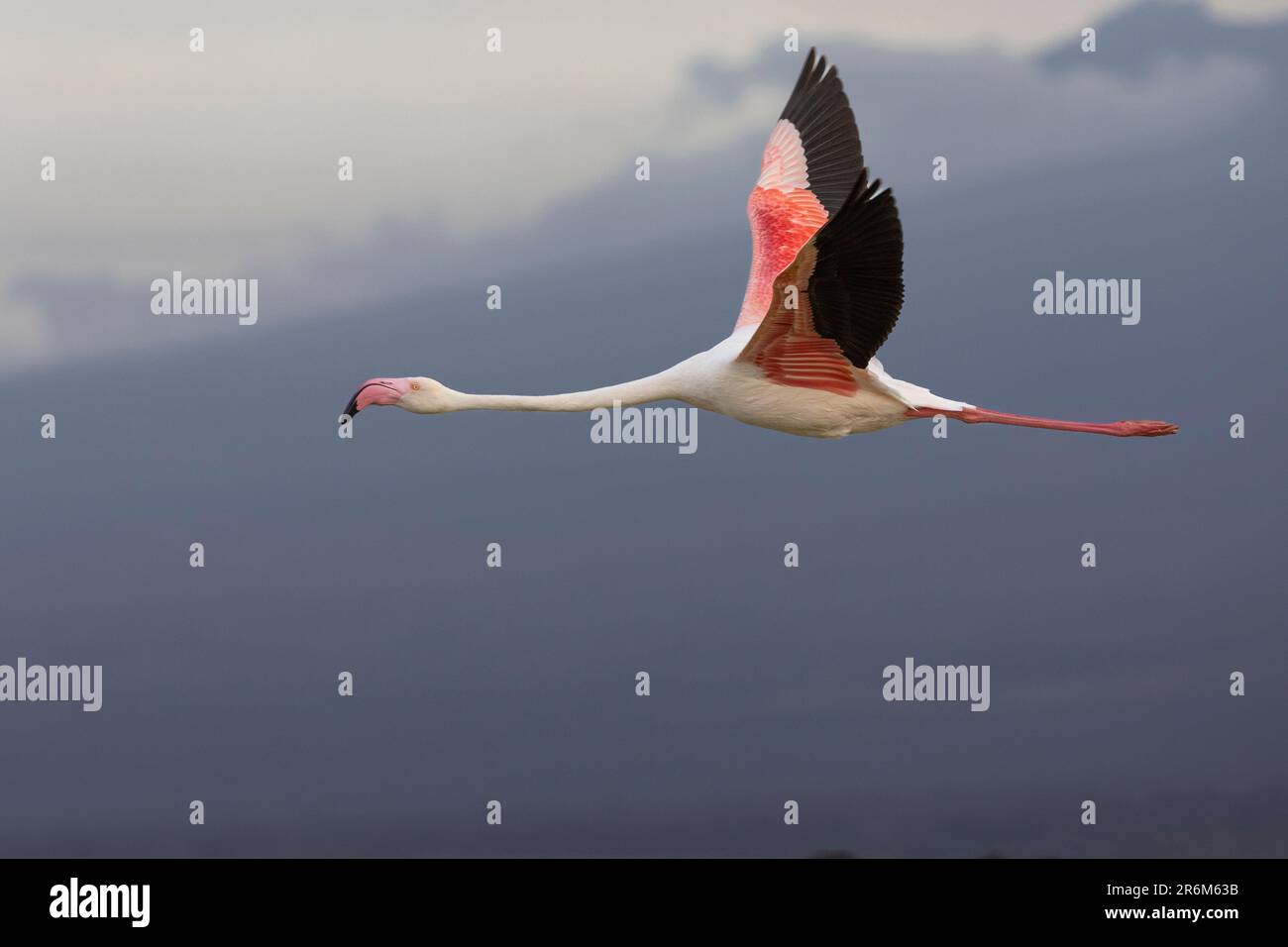 Greater flamingo (Phoeniconaias roseus) in flight, Amboseli National