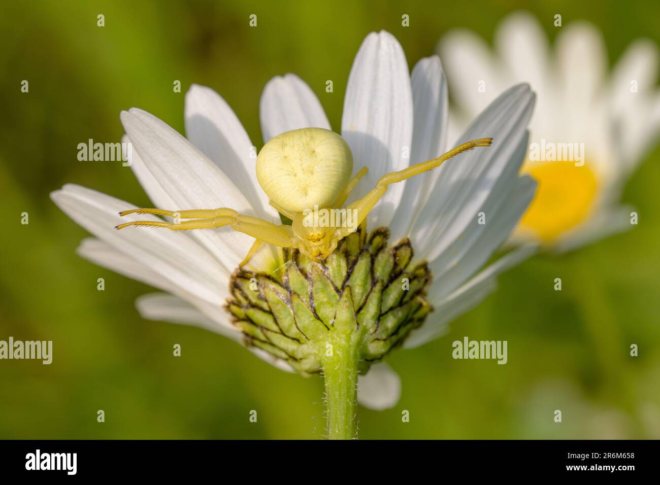 Goldenrod Crab Spider - Misumena vatia, beautiful common spider from European meadows and gardens, Czech Republic. Stock Photo