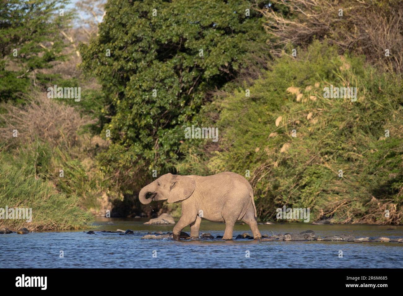 African elephant (Loxodonta africana), Zimanga private game reserve, KwaZulu-Natal, South Africa, Africa Stock Photo