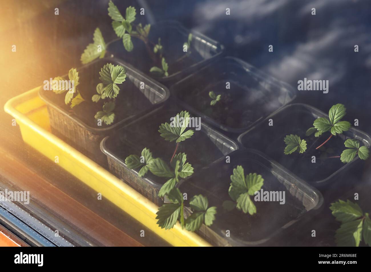 strawberry seedlings in a garden box in the sun Stock Photo - Alamy
