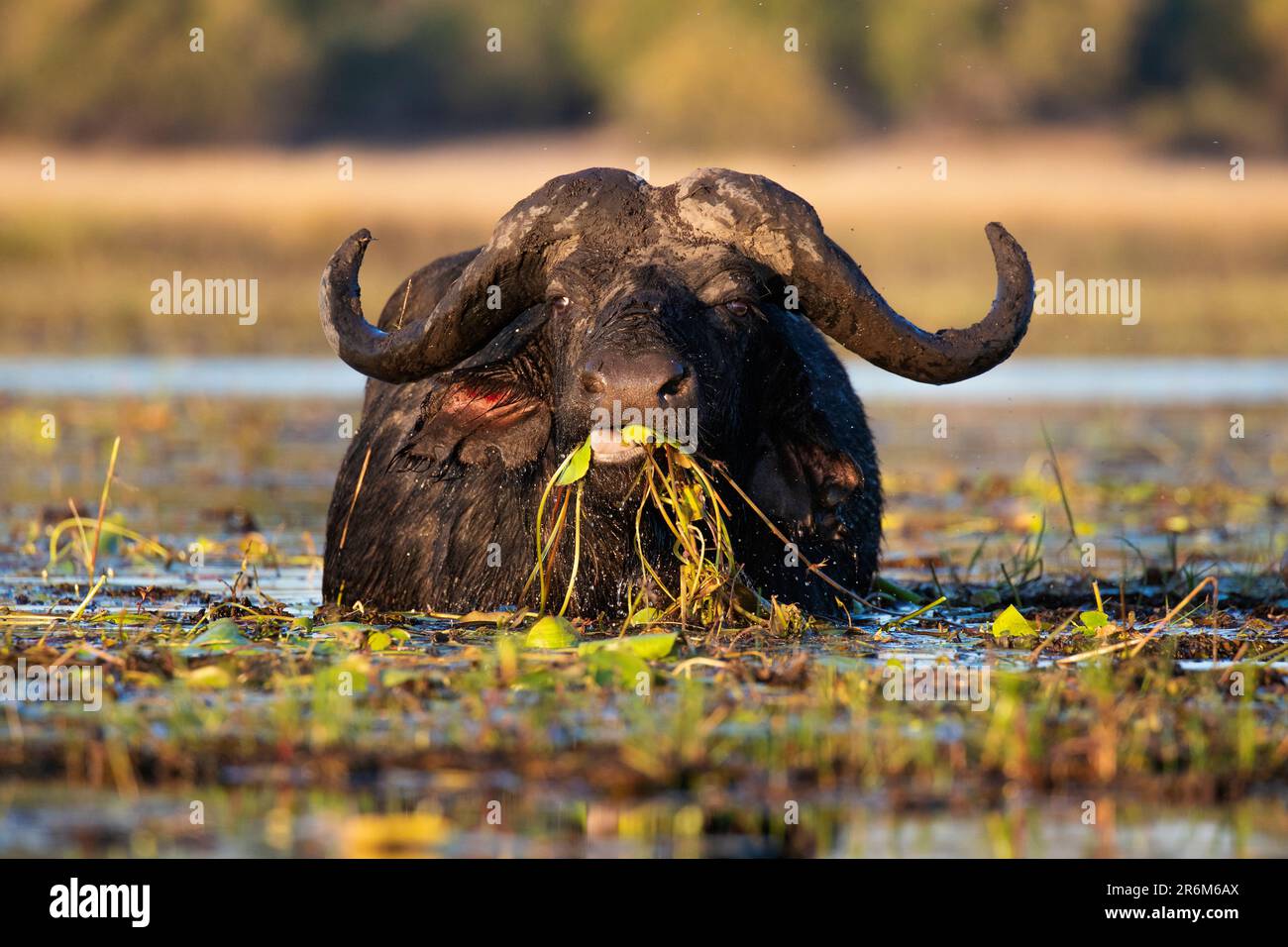 Cape buffalo (Syncerus caffer) feeding in river, Chobe National Park, Botswana, Africa Stock Photo