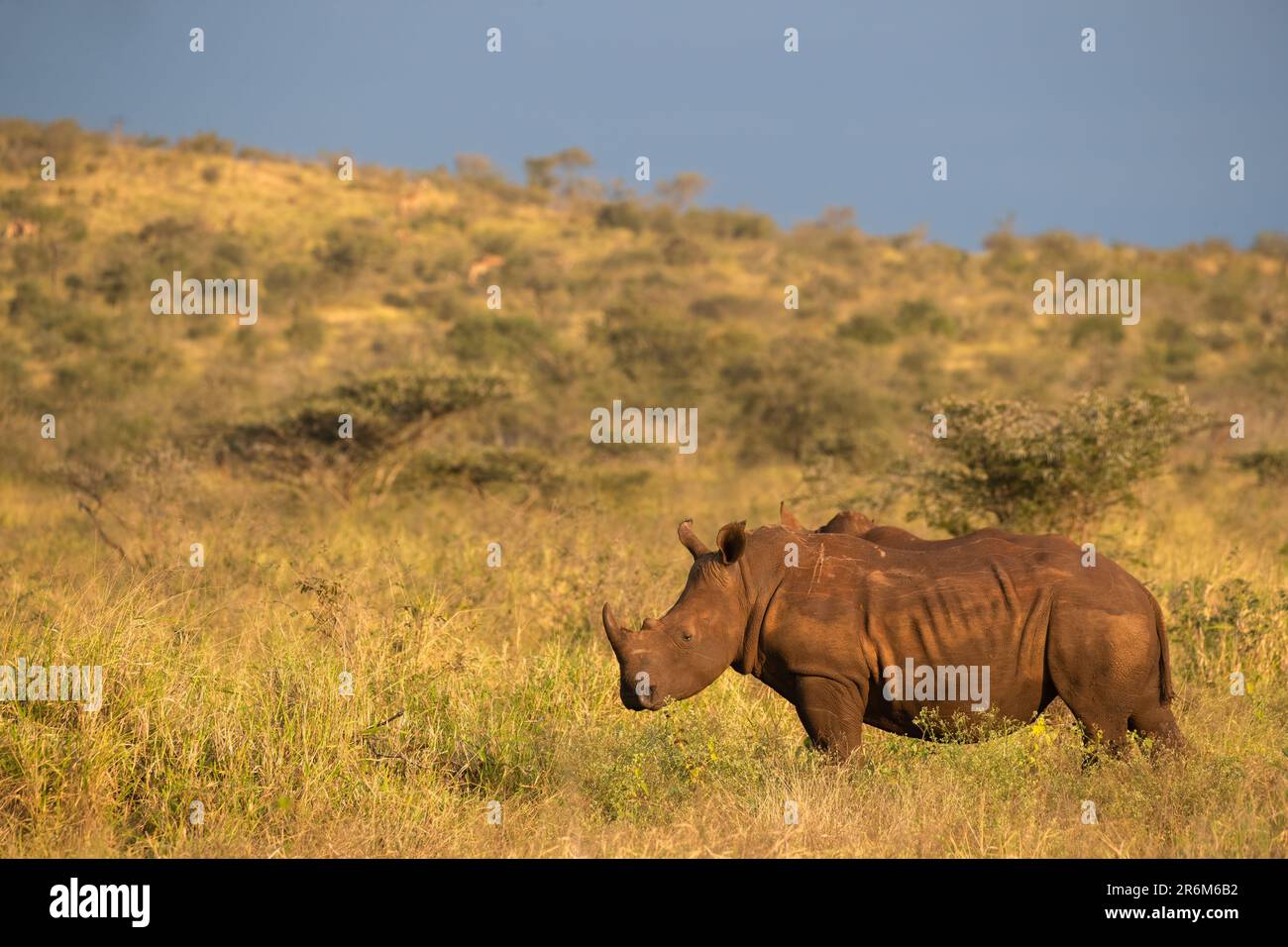 White rhino (Ceratotherium simum), Zimanga Game Reserve, KwaZulu-Natal, South Africa, Africa Stock Photo