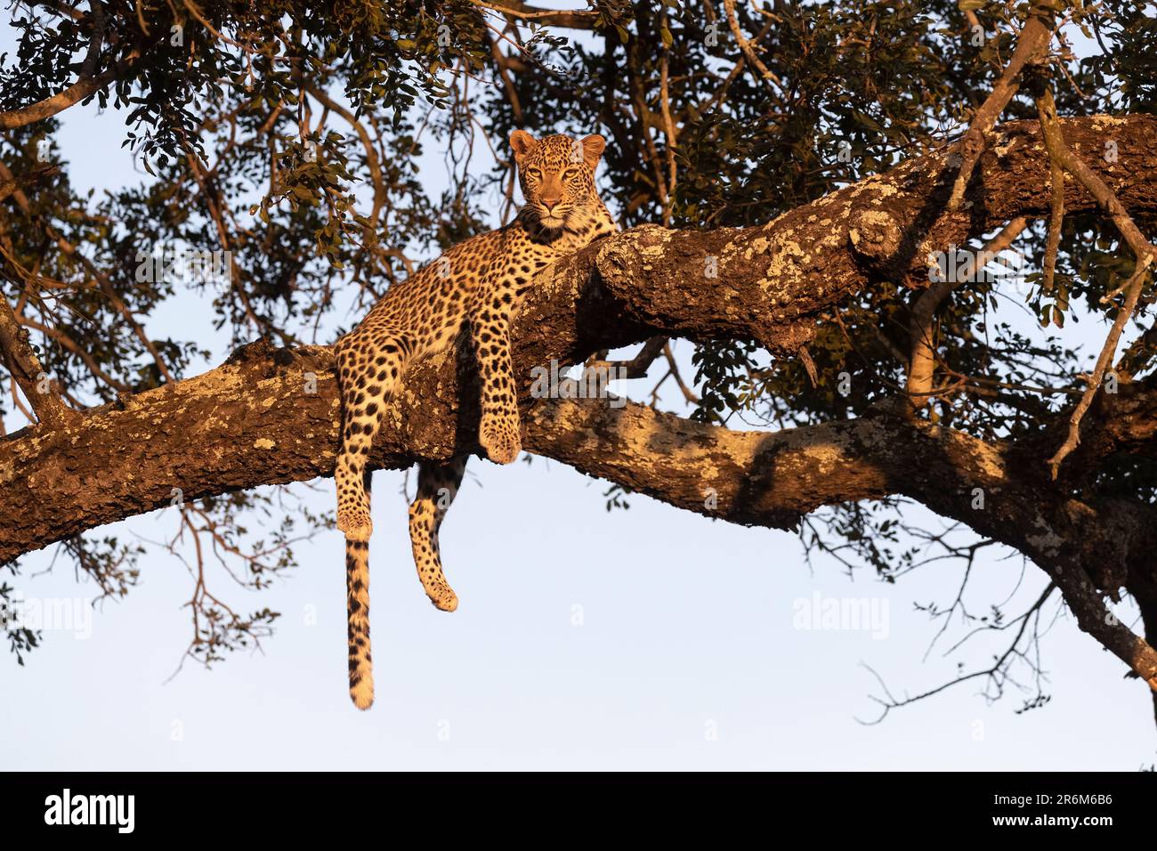 Leopard (Panthera pardus), Zimanga private game reserve, KwaZulu-Natal, South Africa Stock Photo