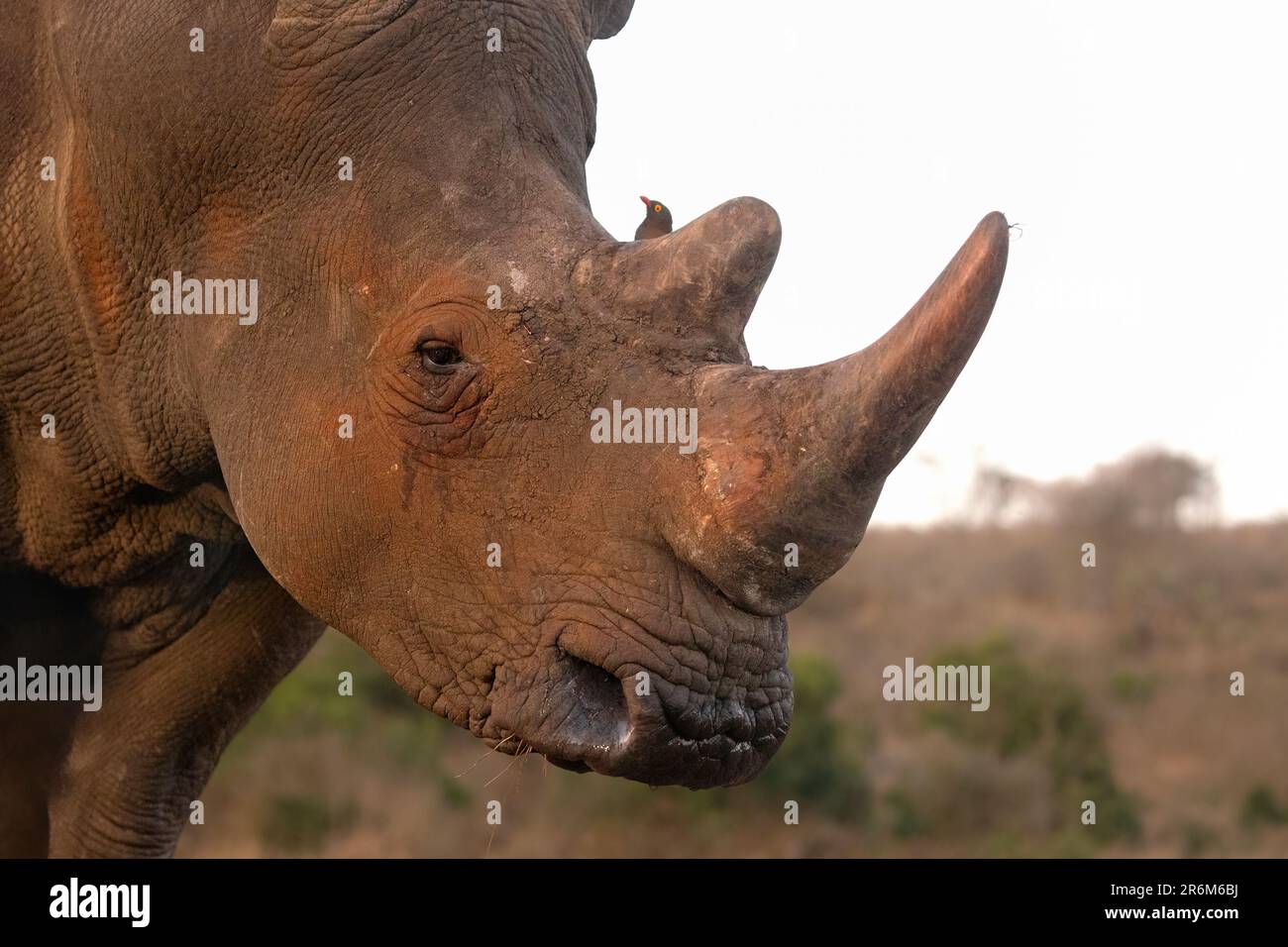 White rhino (Ceratotherium simum), Zimanga game reserve, KwaZulu-Natal, South Africa Stock Photo