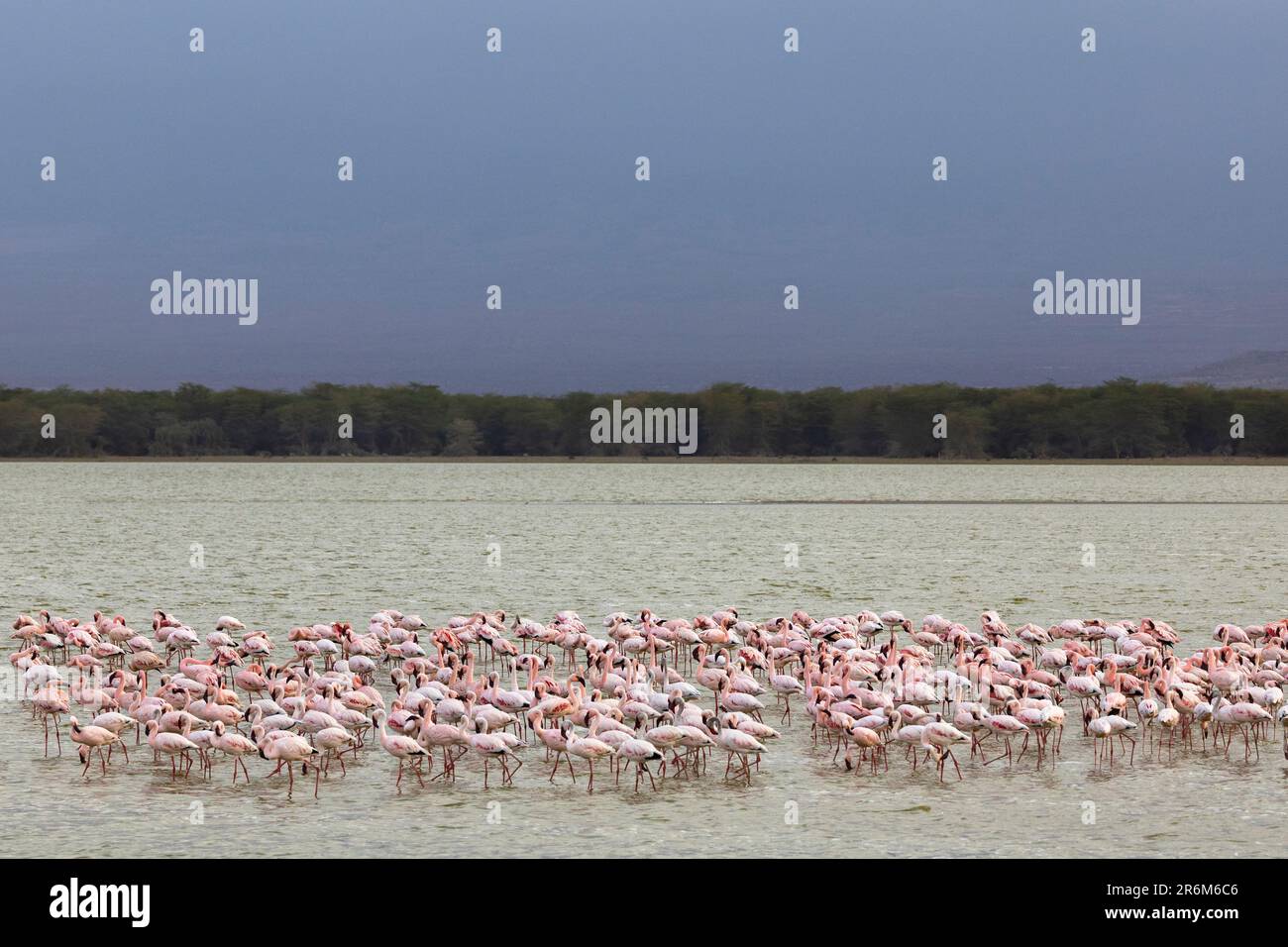 Lesser flamingoes (Phoeniconaias minor), Amboseli National Park, Kenya, East Africa, Africa Stock Photo