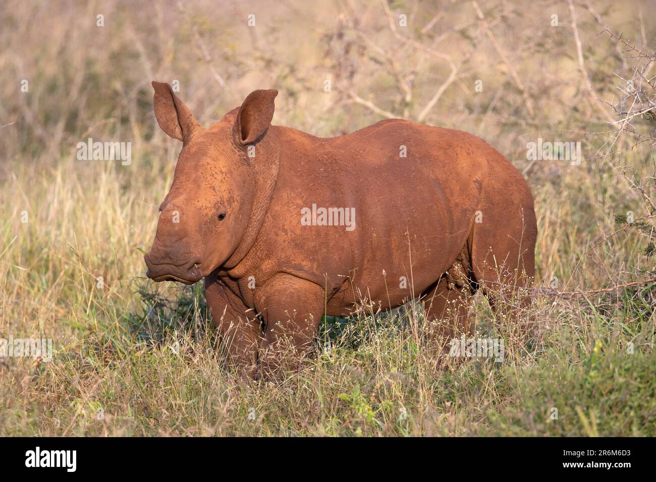 White rhino (Ceratotherium simum) calf, Zimanga Game Reserve, KwaZulu-Natal, South Africa, Africa Stock Photo
