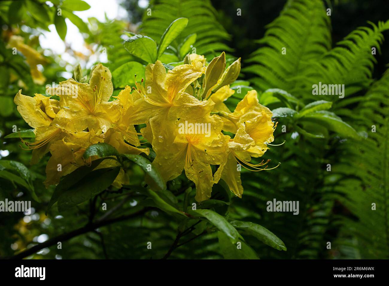 yellow rhododendron flower close-up bokeh Stock Photo