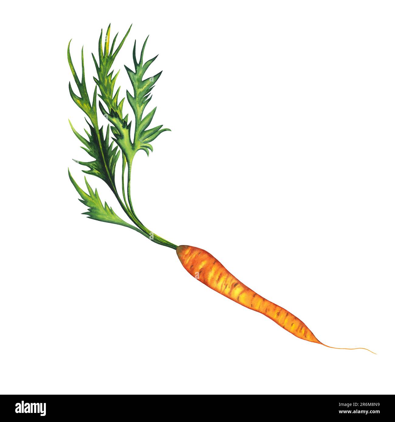Watercolor hand drawn carrot, orange vegetable isolated on white background. healthy plants for print, fabric, banner Stock Photo