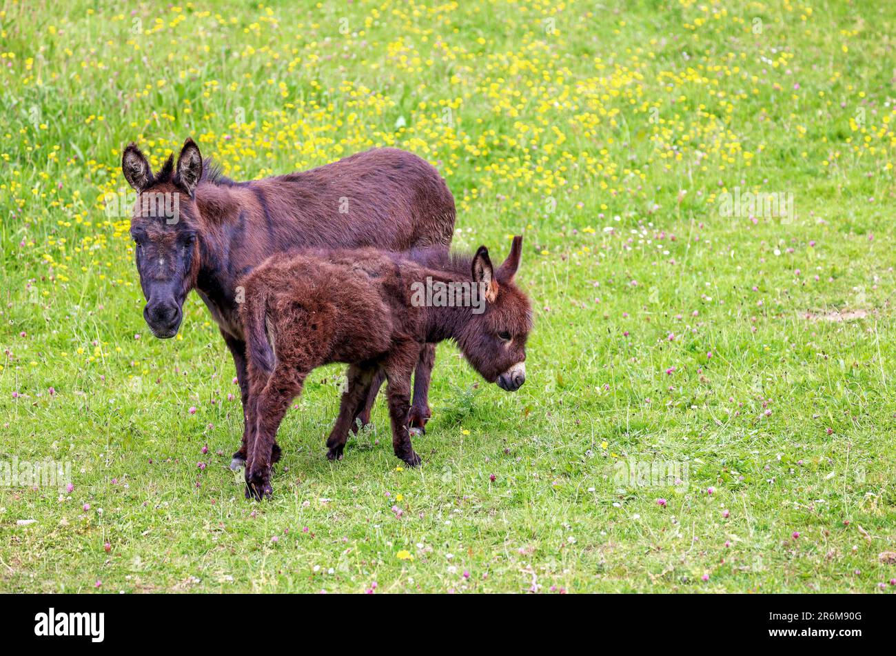 Miniature donkey foal with its mother mare in green field pasture with