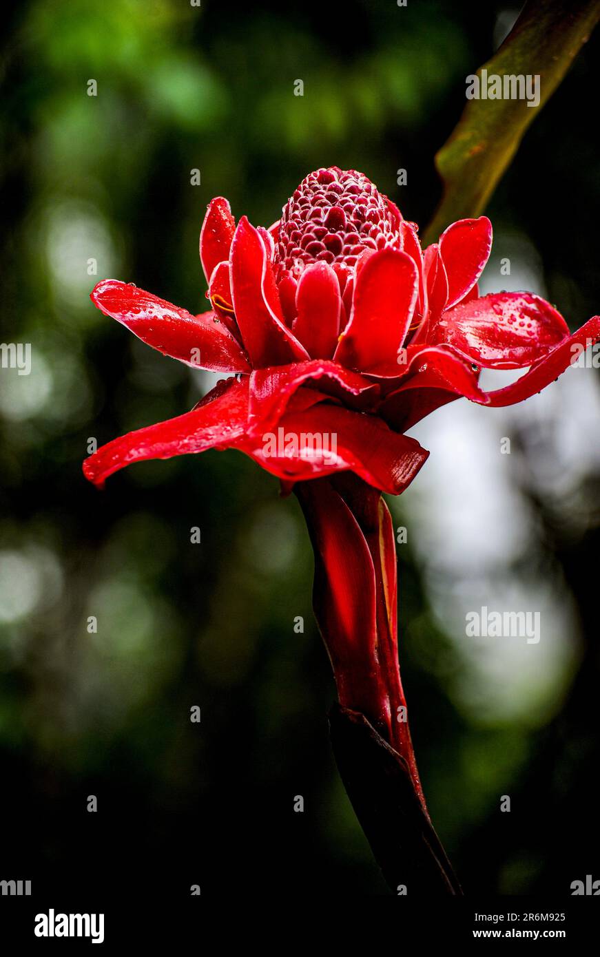 The stunning red and green colors of the Costa Rican jungle's Red Torch Ginger bloom. Stock Photo