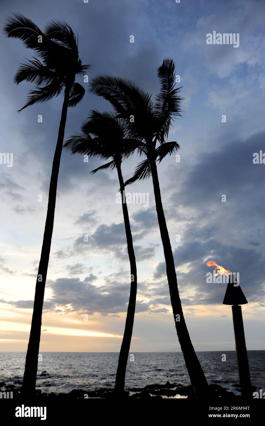 Maui's palm trees swinging in the wind at dusk with a lighted tiki torch create a stunning seascape. Stock Photo