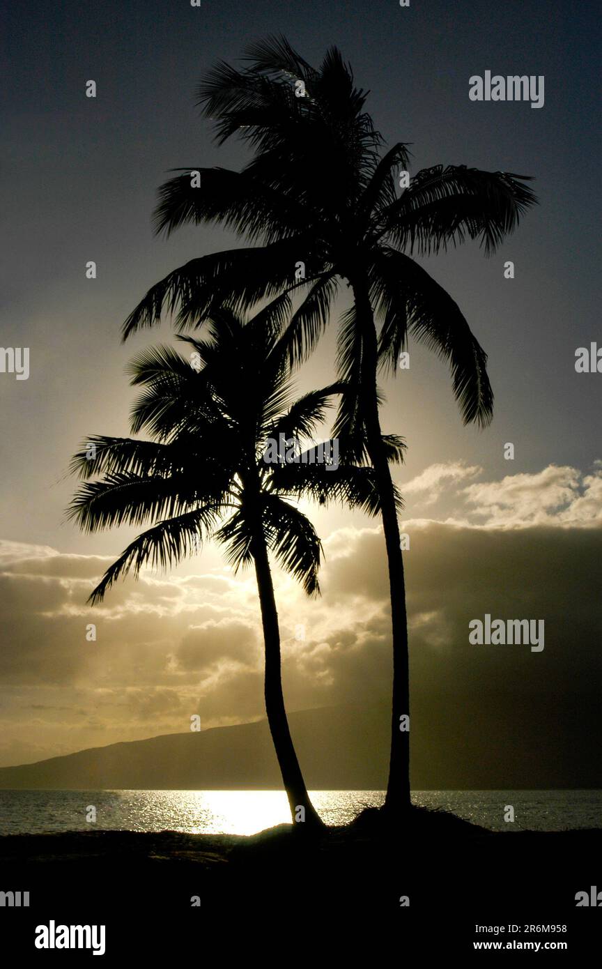 Sunset hawaii palm trees ocean hi-res stock photography and images - Alamy