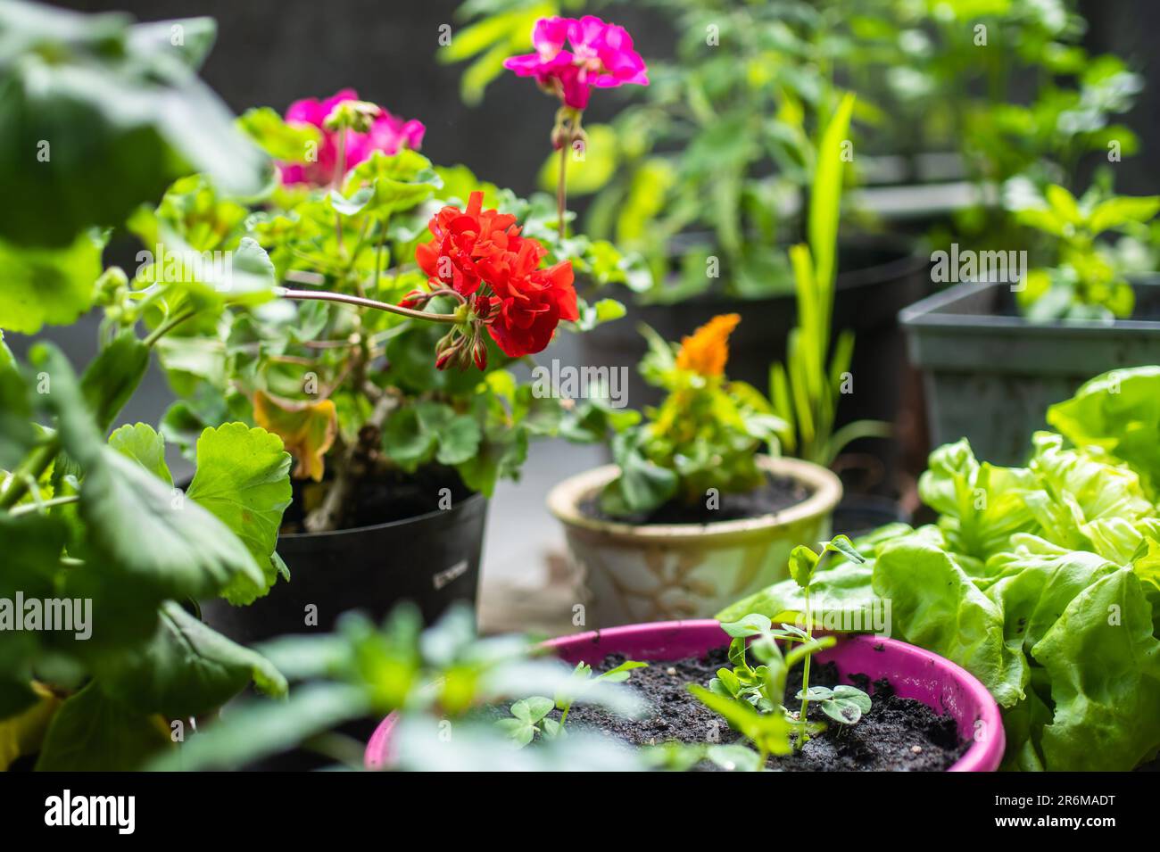 Various green plants and blossoming flowers in boxes on a terrace. Decorating house at summer. Stock Photo