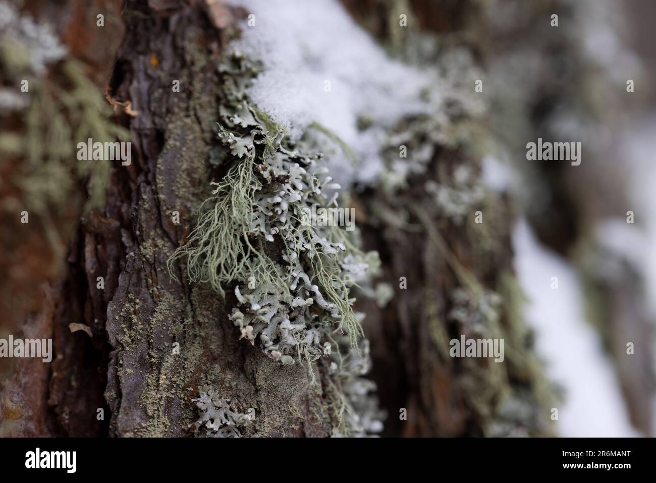 The trunk of a coniferous tree covered with lichen and snow in a winter landscape close-up Stock Photo