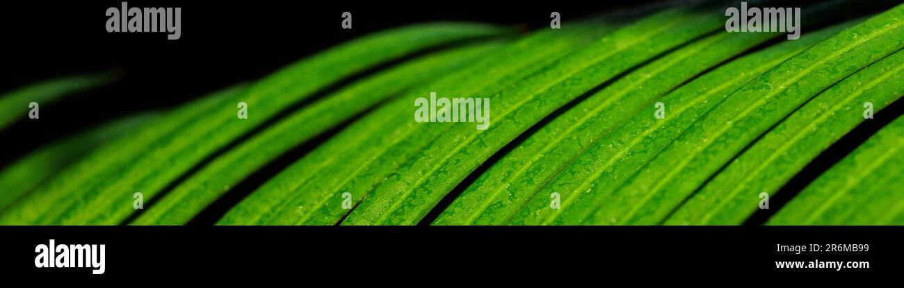 Banner with a green leaf of a cycad palm in close-up Stock Photo