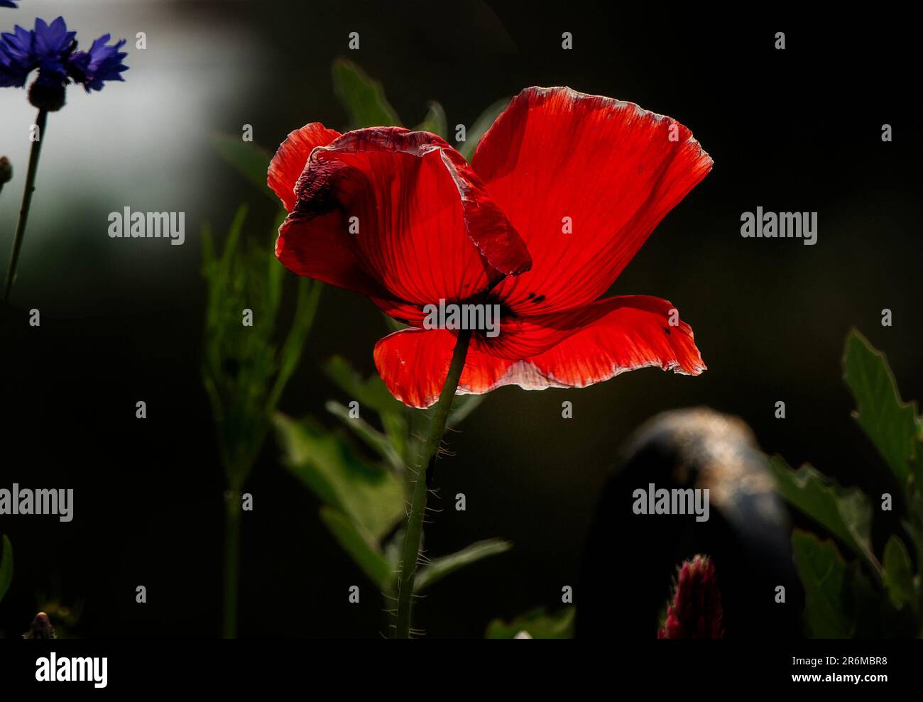 Poppy Back Photo A Poppy in the glow of back lighting Stock Photo - Alamy