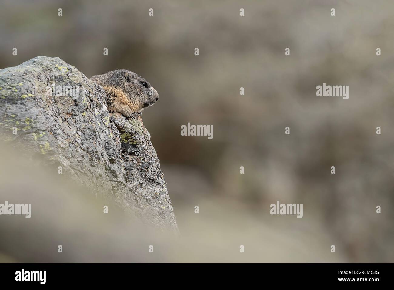 On the rock, the Alpine marmot (Marmota marmota) Stock Photo