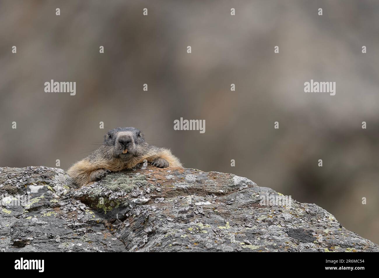 Looking at camera, the Alpine marmot (Marmota marmota) Stock Photo