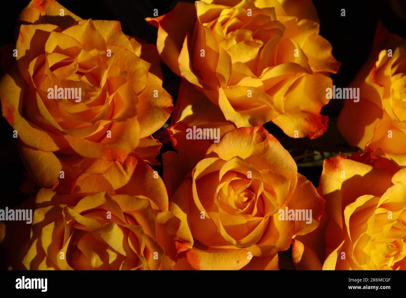 Bouquet beautiful orange roses hi-res stock photography and images - Alamy